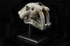 Sabretooth Skull