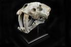 Sabretooth Skull