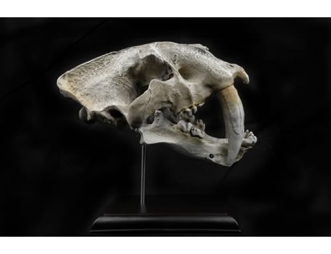 Sabretooth Skull