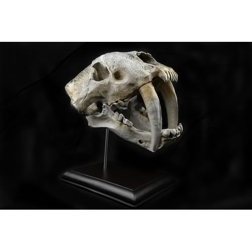 Sabretooth Skull