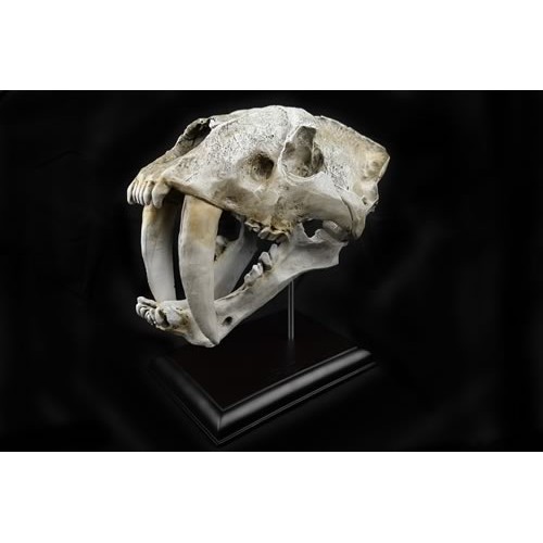 Sabretooth Skull