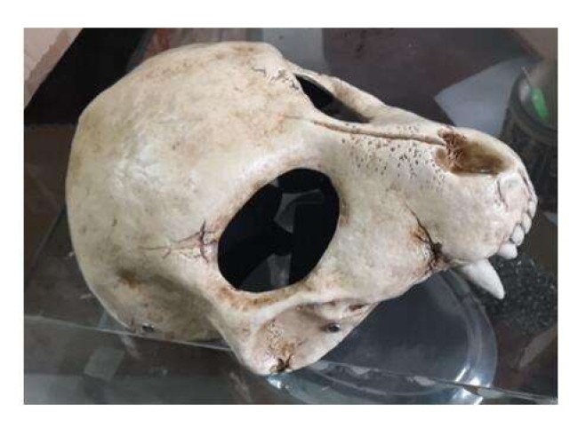 Animal Skull